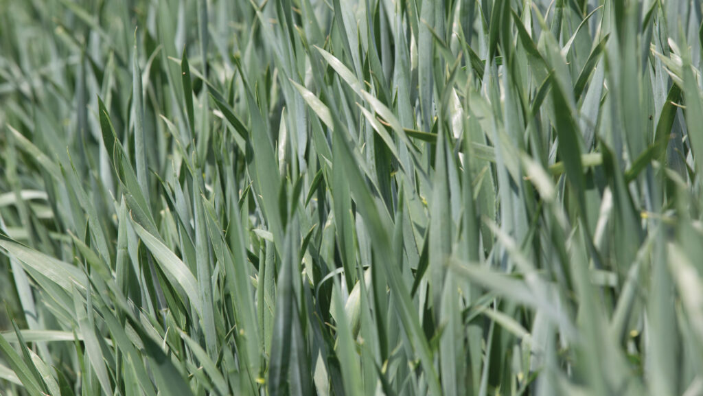 Feedgrain Focus: Patchy rain a mixed blessing
