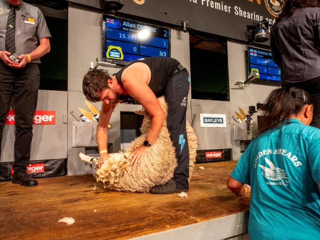 Kiwis’ wings clipped by Aussie blades in historic shearing match