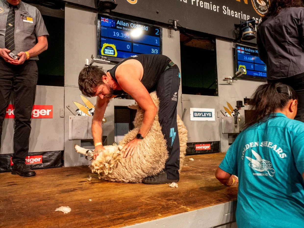 Kiwis’ wings clipped by Aussie blades in historic shearing match