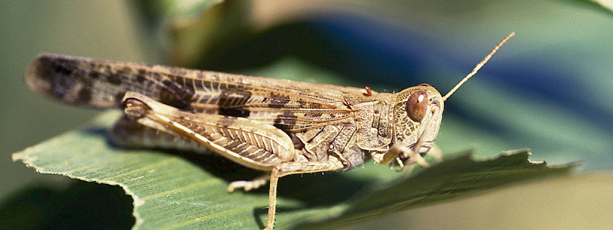 Locust surveillance starts in Victoria’s Wimmera region