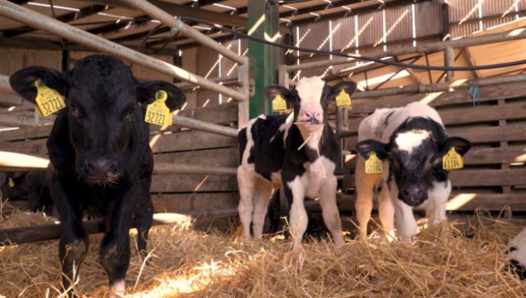 NI farm fire costs up 73% in 2025 due to summer heat