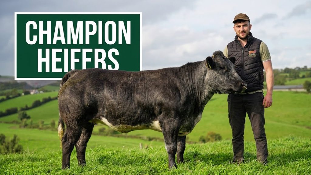 Preview: McEnaney Livestock gears up for inaugural premium breeding heifer sale
