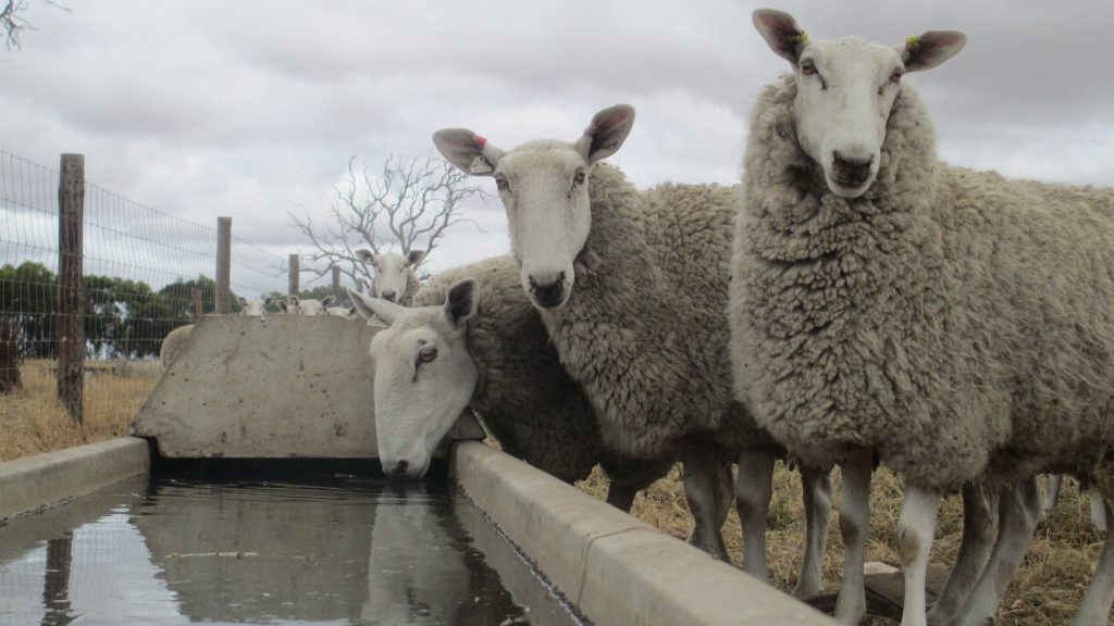 Qld sheep and goat producers support EID rollout delay