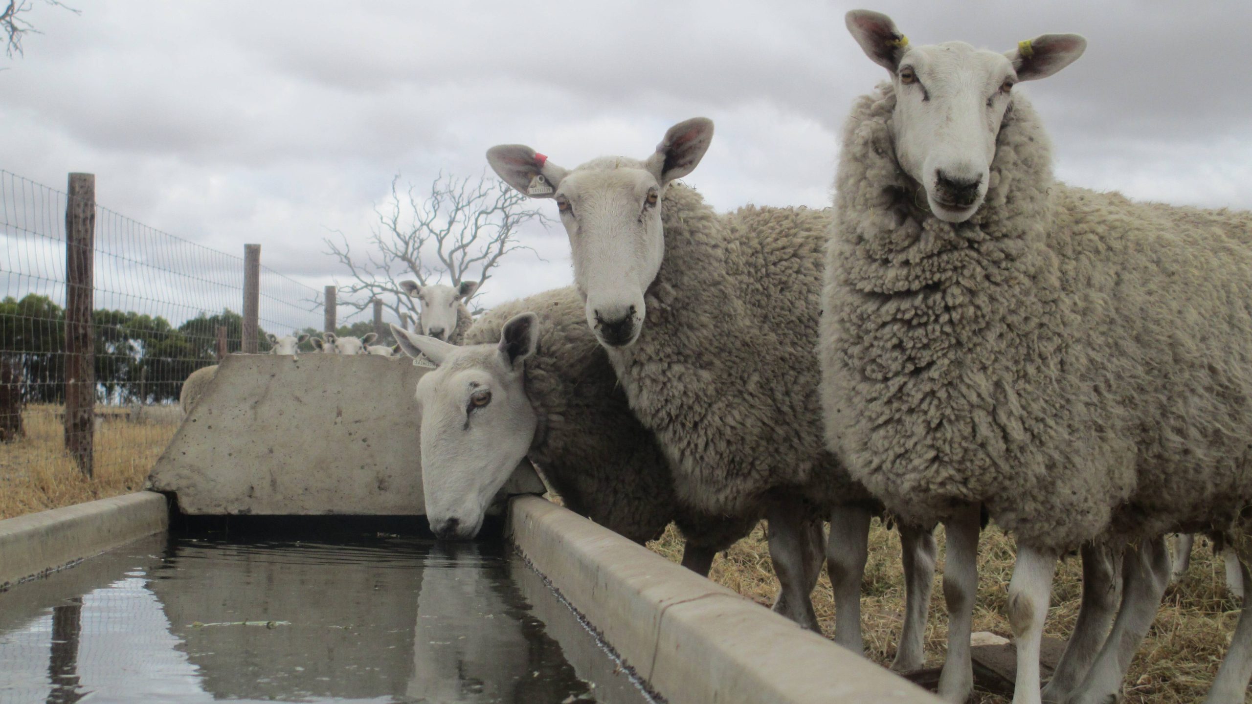 Qld sheep and goat producers support EID rollout delay