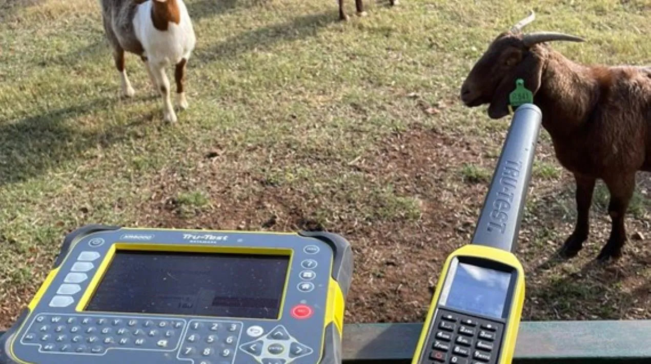 Strong uptake of EID for sheep and goats in NSW