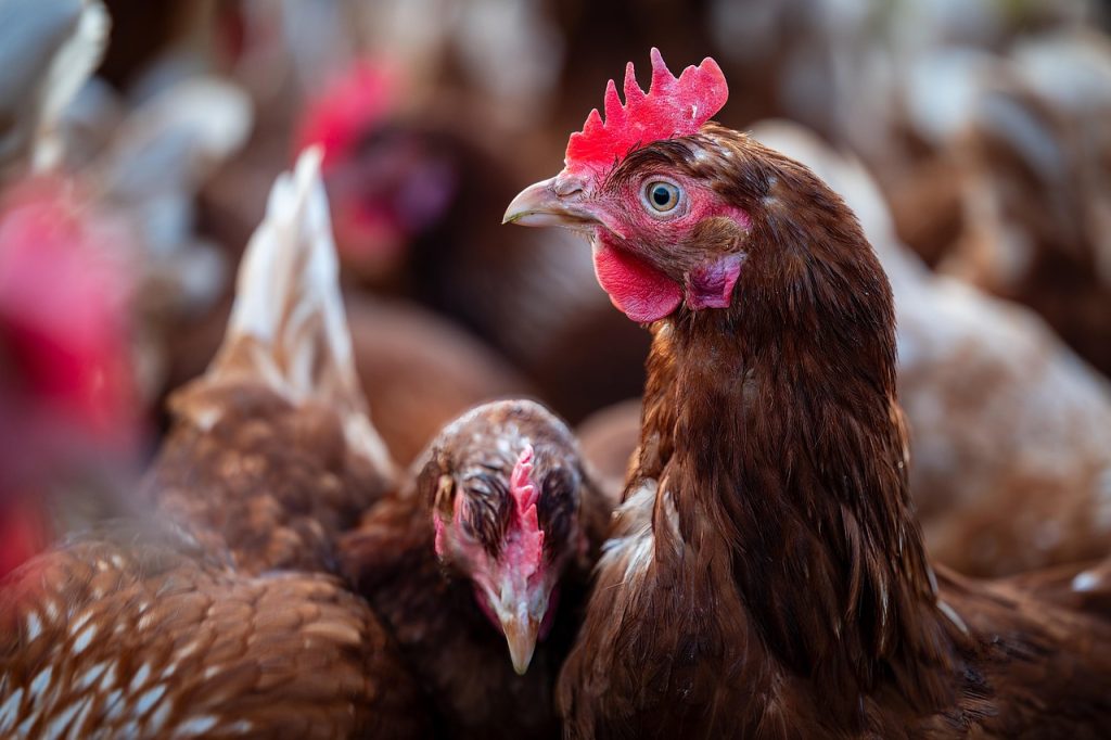 Vigilance urged as first case of bird flu confirmed in Scotland