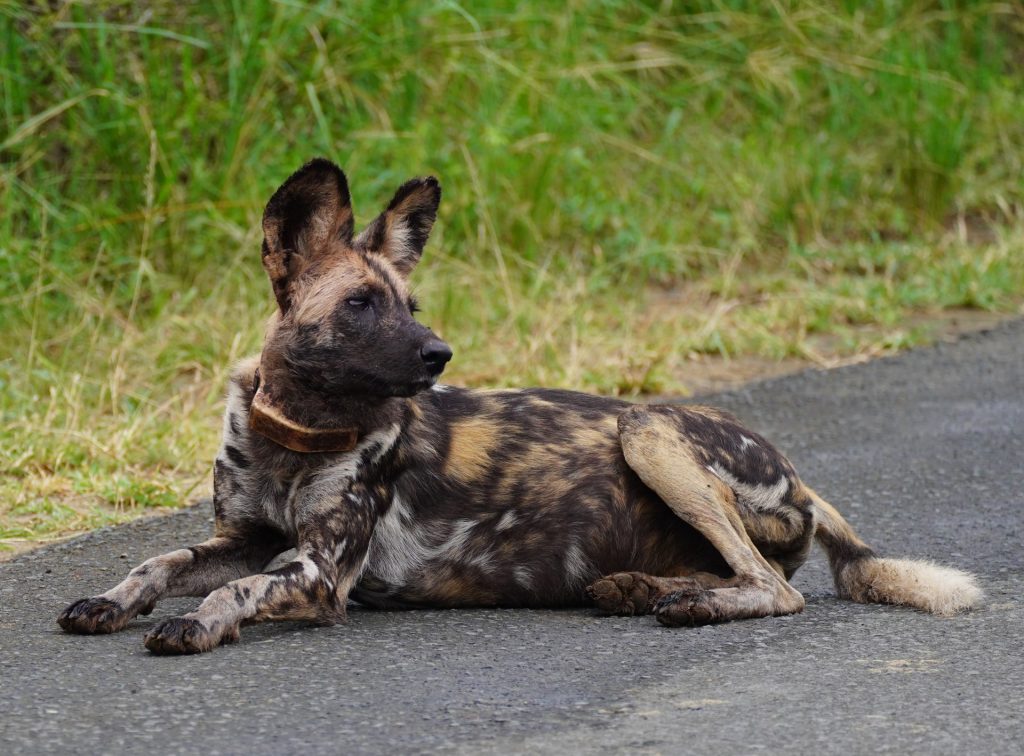 Wild dog control needed in national parks to protect livestock and native animals